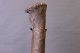 Huge, Adult Hadrosaur (Hypacrosaurus) Tibia Bone - Montana #245513-5